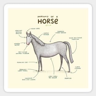 Anatomy of a Horse Magnet